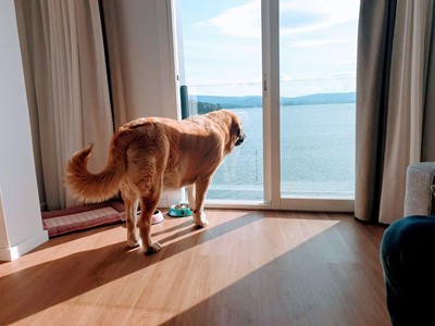 Pet-Friendly