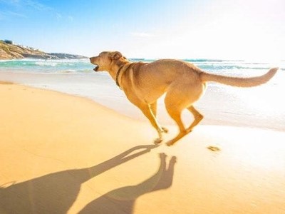 Ven a disfrutar del grove con tu mascota !!